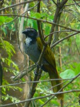 Black Headed Saltador